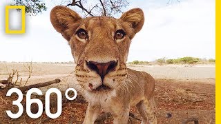 Lions 360°  National Geographic [upl. by Kellie]