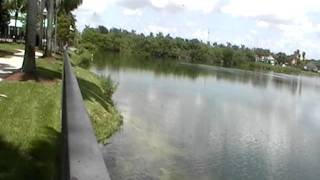 A swimming Anhinga [upl. by Sapienza]