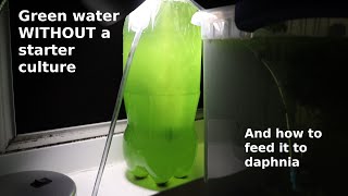 Green Water WITHOUT a Starter Culture  From Scratch  How To [upl. by Uah]