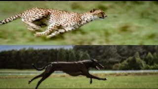 Cheetah vs Greyhound Speed Test  BBC Earth [upl. by Deirdre]