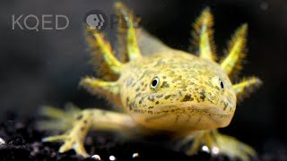 The Axolotl Salamander Doesn’t Wanna Grow Up  Deep Look [upl. by Kursh162]