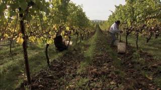 An Introduction to Biodynamic Viticulture [upl. by Abel872]