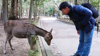 POLITE Bowing Deer of Nara Japan [upl. by Elolcin]