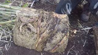 How to Divide Rootbound Potted Bamboo [upl. by Banquer]