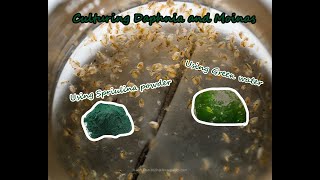 How To Culture Daphnia and Moinas using Green Water Spirulina powder [upl. by Sayers716]