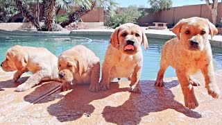 Labrador Puppies First Swimming Lesson [upl. by Eraste]