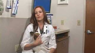 Dog Health Treatment amp Advice  How to Treat a Swollen Paw [upl. by Lazos130]