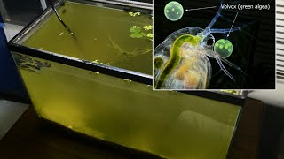 Raising Daphnia for the Freshwater Aquarium [upl. by Kovacs]