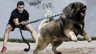 The 10 Strongest Shepherd Dog Breeds [upl. by Caine]