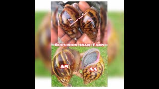 Archachatina marginata Vs Achatina achatina [upl. by Aerdnas]