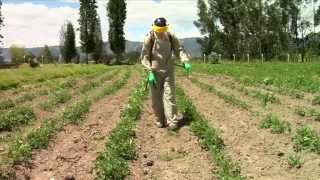 Pesticidewise spot spraying herbicides [upl. by Mirelle661]