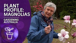 Plant Profile Caring and Planting Magnolias [upl. by Marie]