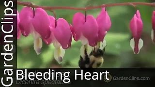 Bleeding Heart  Dicentra spectabilis  Lamprocapnos spectabilis  How to Grow Bleeding Heart [upl. by Noble]