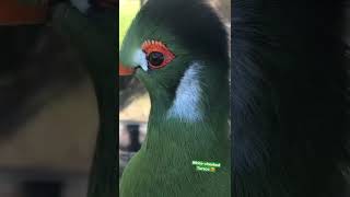 White Cheeked Turaco [upl. by Silber]