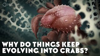 Why Do Things Keep Evolving Into Crabs [upl. by Sykes]