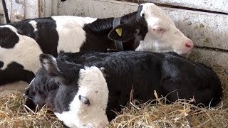 Wadena County Fair Celebrates 125 Years [upl. by Nadab482]