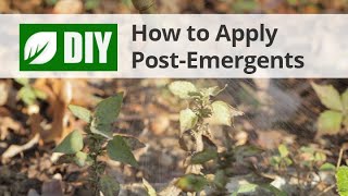 How To Apply PostEmergent Herbicide Weed Killers [upl. by Neirol]