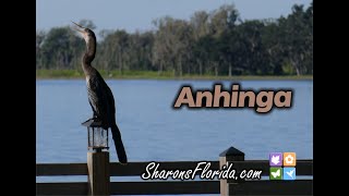 Anhinga [upl. by Assilam]