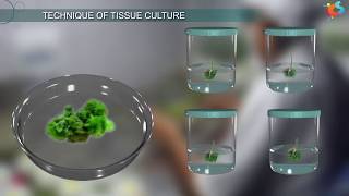 Tissue Culture [upl. by Kassia]