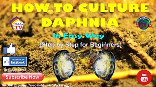 HOW TO CULTURE DAPHNIA In Easy Way [upl. by Charity]