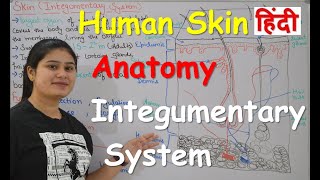 Human Skin  Integumentary system Anatomy in Hindi  Structure  Layers  Functions  Part1 [upl. by Albert]