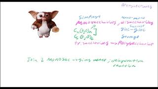 Biochemistry Lecture 19 Carbohydrates Part 1 [upl. by Slrahc]