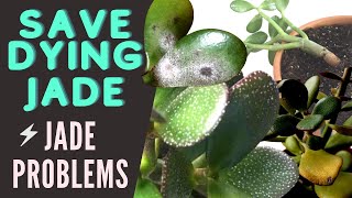 Jade Plant Problems and Pests  Save a DYING Crassula Ovata  MOODY BLOOMS [upl. by Marlen]