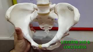 BONY PELVIS PART1 BY DR MITESH DAVE [upl. by Lienet]