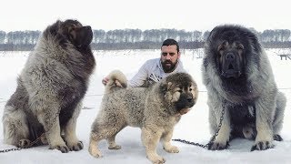 These Are 10 Heaviest Dog Breeds Ever [upl. by Kline]