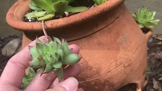 Garden Tour And Hens And Chicks [upl. by Zaraf]