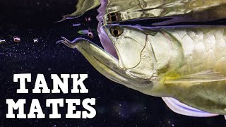 Top 10 Tank Mates For Arowanas [upl. by Anade]