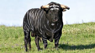 These Are 10 Most Exceptional Cattle Breeds [upl. by Eibur326]